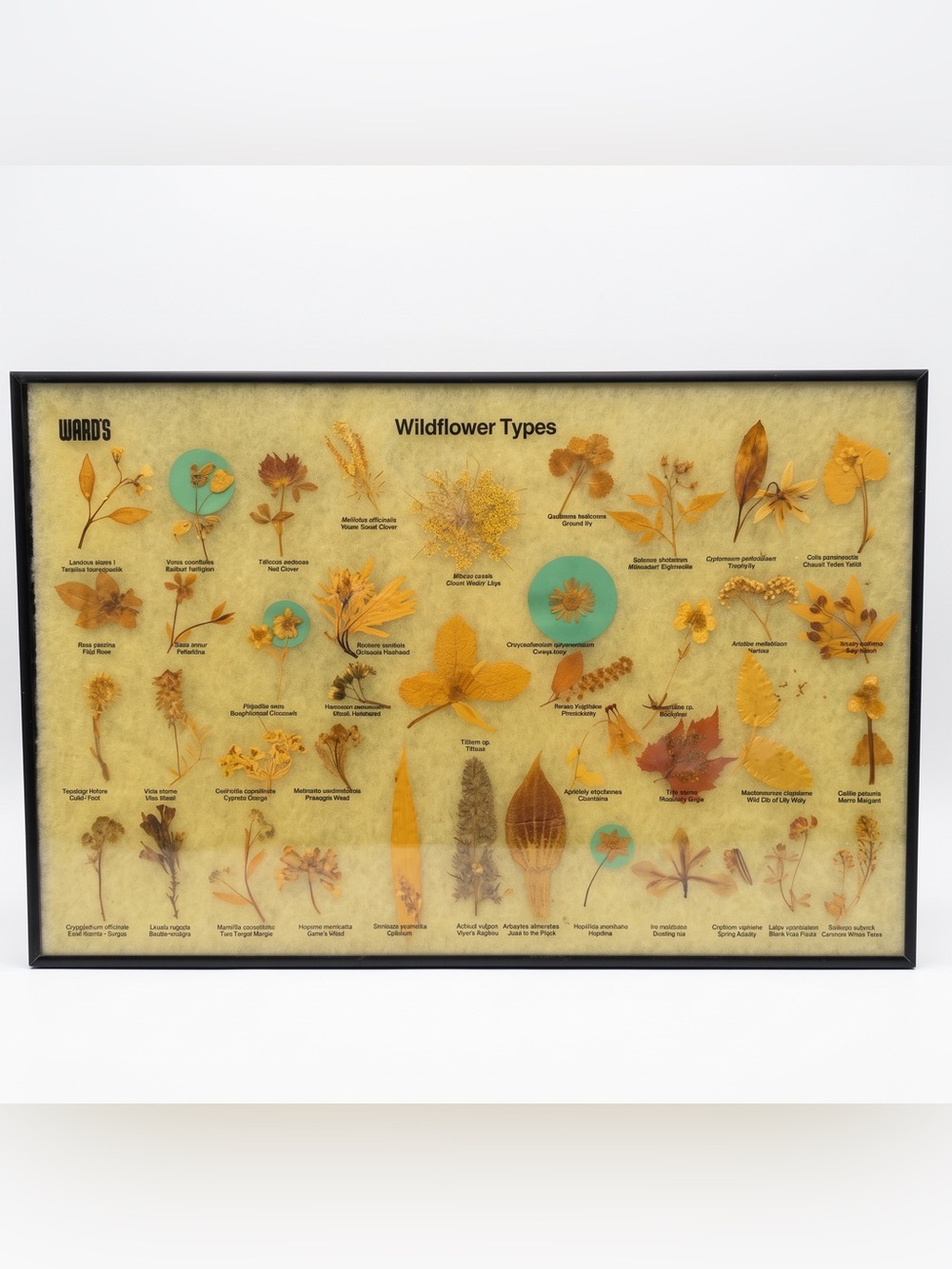 VTG Wards Natural Science Wildflower Pressed Flower Display Frame Dark Academia